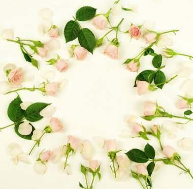 Güzel soluk pembe Gül beyaz zemin üzerine çerçeve. Tatil kavramı. Uzay kopyalayın. Üstten Görünüm