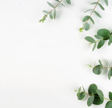 Okaliptüs şube beyaz arka plan üzerinde çerçeve yaptı. Düz yatıyordu, en iyi görünüm. kopya alanı