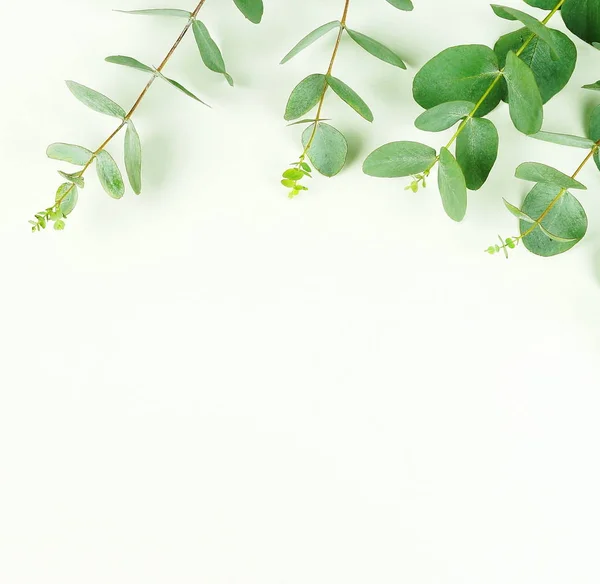 Rama Wykonana Gałęzi Eukaliptusa Białym Tle Widok Płaski Świeckich Top — Zdjęcie stockowe