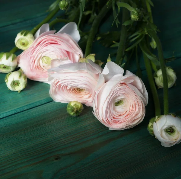 Bukett Med Vackra Fina Blek Rosa Blommor Ranunculus Ett Grönt — Stockfoto