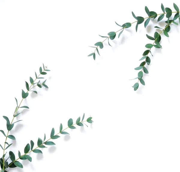 Eucalyptus branches on white background. Frame made of eucalyptus branches. Flat lay, top view, copy space