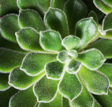 Yeşil etli güzel desen. Düz yatıyordu, en iyi görünümü. 