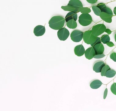 Okaliptüs şube beyaz arka plan üzerinde soyut çerçeve yaptı. Düz yatıyordu, en iyi görünüm. kopya alanı