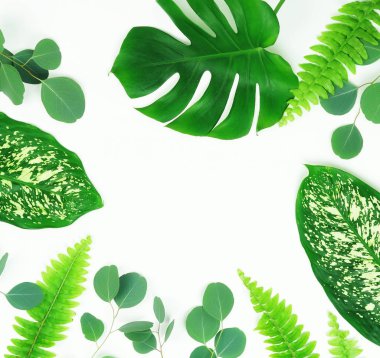 Soyut çerçeve yeşil tropikal yapılan beyaz zemin üzerine bırakır. Düz yatıyordu, en iyi görünüm. kopya alanı