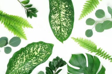 Soyut çerçeve yeşil tropikal yapılan beyaz zemin üzerine bırakır. Düz yatıyordu, en iyi görünümü. 