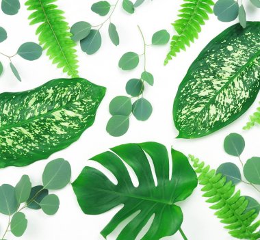 Soyut çerçeve yeşil tropikal yapılan beyaz zemin üzerine bırakır. Düz yatıyordu, en iyi görünümü. 