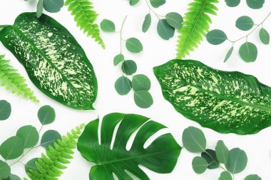 Soyut çerçeve yeşil tropikal yapılan beyaz zemin üzerine bırakır. Düz yatıyordu, en iyi görünümü. 