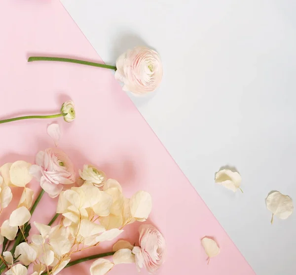 Pálido Rosa Ranunculus Flores Moldura Fundo Branco Rosa Pálido Topo — Fotografia de Stock