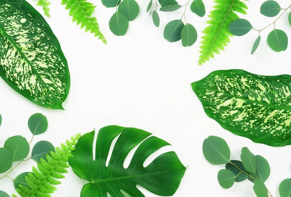 Soyut çerçeve yeşil tropikal yapılan beyaz zemin üzerine bırakır. Düz yatıyordu, en iyi görünüm. kopya alanı