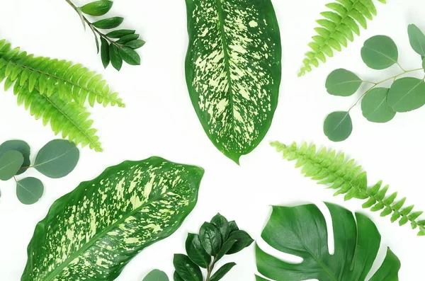 Soyut çerçeve yeşil tropikal yapılan beyaz zemin üzerine bırakır. Düz yatıyordu, en iyi görünümü. 