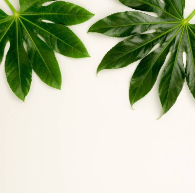 Soyut çerçeve yeşil tropikal yapılan beyaz zemin üzerine bırakır. Düz yatıyordu, en iyi görünüm. kopya alanı