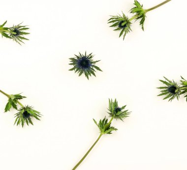 Soyut çerçeve yeşil tropikal yapılan beyaz zemin üzerine bırakır. Düz yatıyordu, en iyi görünüm. kopya alanı