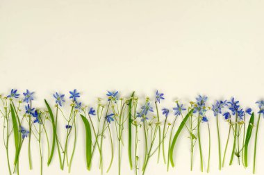 Çiçekler arka plan. Vahşi mavi çiçekler ve beyaz arka plan üzerinde papatya buketi. Üstten Görünüm. Kopya alanı