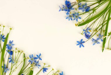 Çiçekler arka plan. Vahşi mavi çiçekler ve beyaz arka plan üzerinde papatya buketi. Üstten Görünüm. Kopya alanı