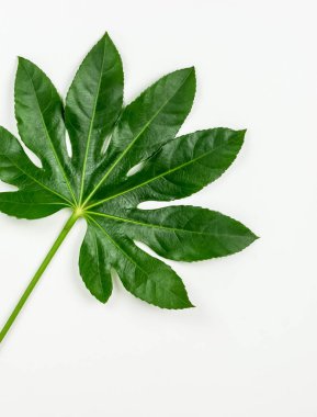 Soyut çerçeve yeşil tropikal yapılan beyaz zemin üzerine bırakır. Düz yatıyordu, en iyi görünüm. kopya alanı