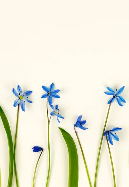 Fiori Modello Sfondo Cornice Fiori Blu Primaverili Sfondo Bianco Vista — Foto Stock
