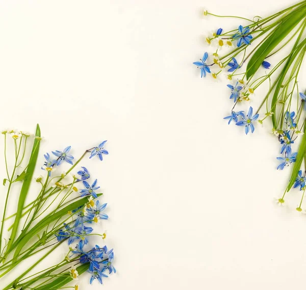 Virágok Háttér Csokor Vadon Élő Kék Virágok Kamilla Fehér Háttér — Stock Fotó