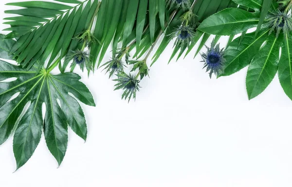 Marco Abstracto Hecho Hojas Verdes Tropicales Sobre Fondo Blanco Asiento — Foto de Stock