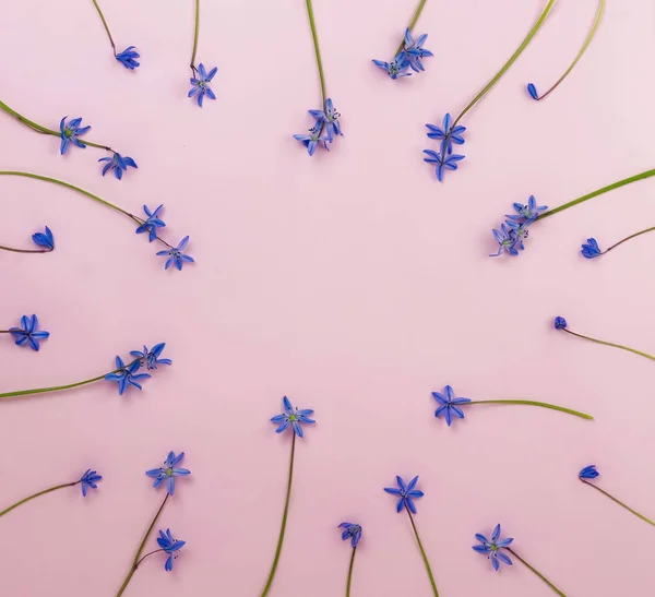 Bloemen Patroon Achtergrond Frame Van Blauwe Lentebloemen Bleke Roze Achtergrond — Stockfoto
