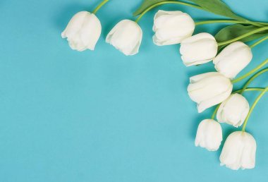 Çiçekler arka plan. Güzel Beyaz Lale mavi bir arka plan üzerine çerçeve. Üstten Görünüm. Kopya alanı