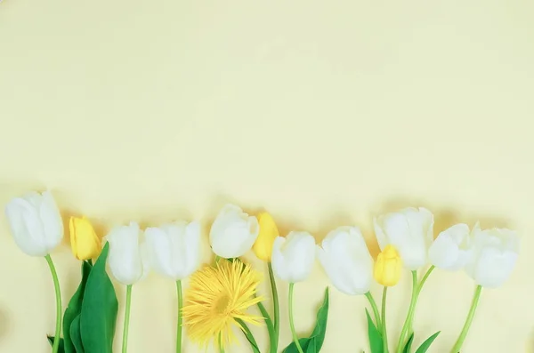 Sfondo Fiori Profumo Bei Tulipani Bianchi Gialli Fondo Giallo Pallido — Foto Stock