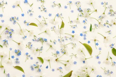 Çiçekler arka plan. mavi ve beyaz bahar çiçekleri beyaz zemin üzerine desen. Üstten Görünüm. kopya alanı