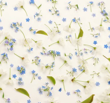 Çiçekler arka plan. mavi ve beyaz bahar çiçekleri beyaz zemin üzerine desen. Üstten Görünüm. 