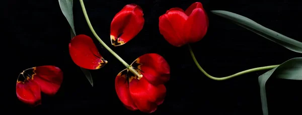 Red Tulip Flowers Black Background Close Banner Low Key Style — Stock Photo, Image
