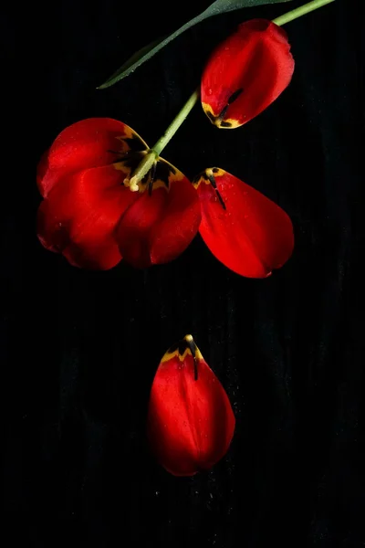 Flores Tulipán Rojas Sobre Fondo Negro Cerca Estilo Low Key — Foto de Stock