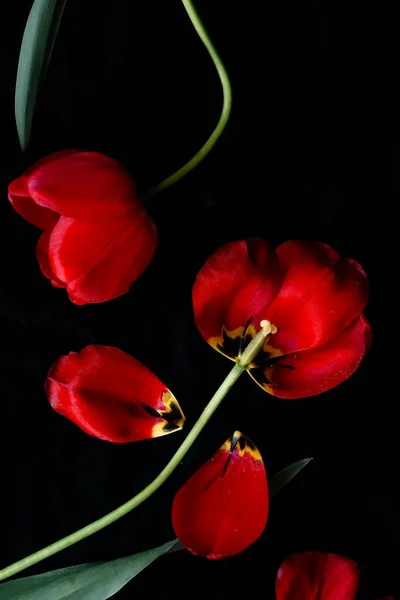 Flores Tulipán Rojas Sobre Fondo Negro Cerca Estilo Low Key — Foto de Stock
