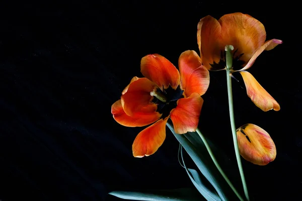 黒い背景の赤い黄色のチューリップの花と花弁が近くにあります 低キースタイル ポスター — ストック写真