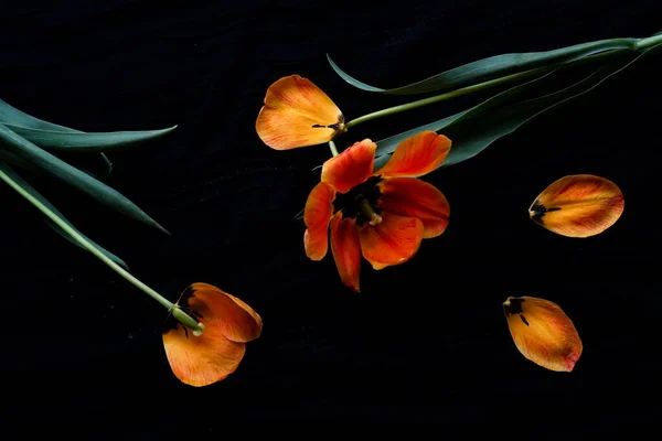 Red Yellow Tulip Flower Petals Black Background Close Low Key — Stock Photo, Image