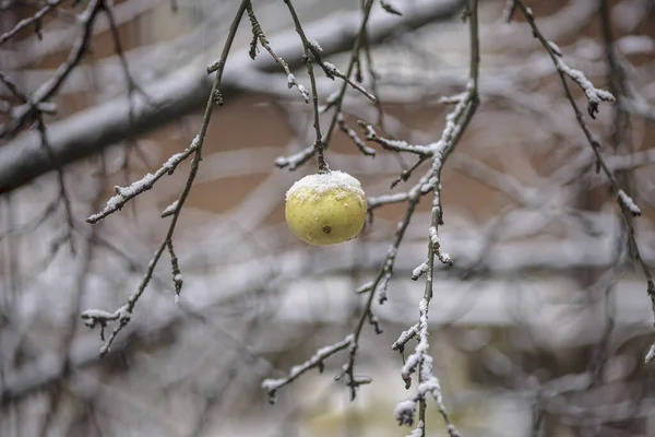 Maçã e neve . Fotografia De Stock