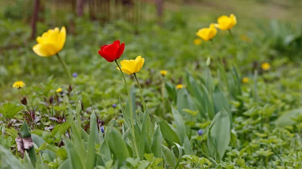 Bahar geldi ve laleler bahçede çiçek açıyor..