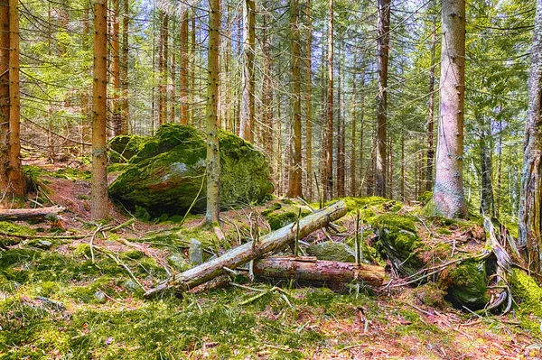 Het oerwoud besneeuwde grond - Hdr — Stockfoto