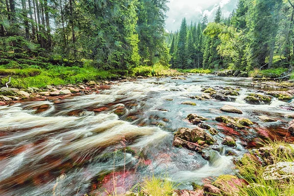 Il fiume scorre sui massi nella foresta primordiale — Foto Stock