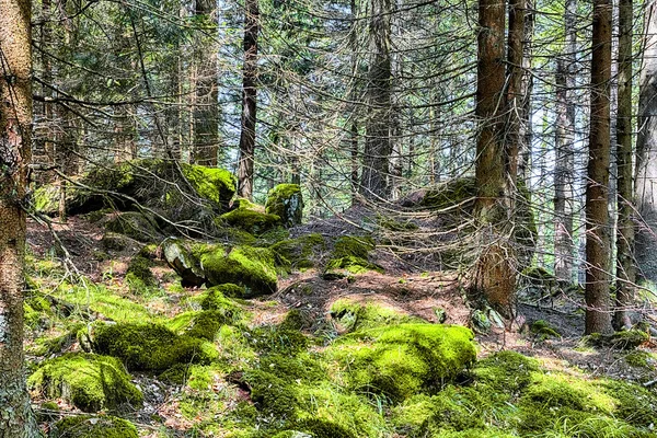 The primeval forest mossed ground - HDR — Stock Photo, Image