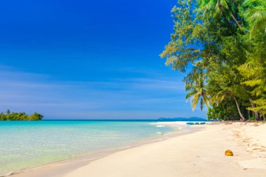 tropikal plaj yeşil palmiye Hindistan cevizi ağaçları büyümüş