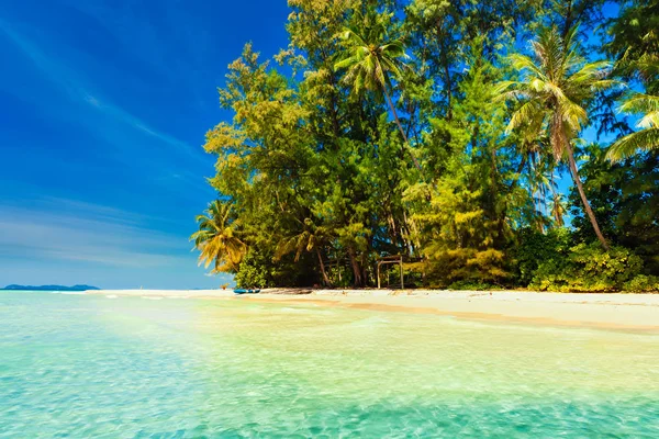 Tropical beach overgrown green palm coconut trees — Stock Photo, Image