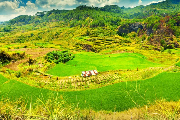 Arroz Tegallalang Terraços, Ubud, Bali, Indonésia — Fotografia de Stock