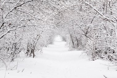 Ormandaki kış izleme