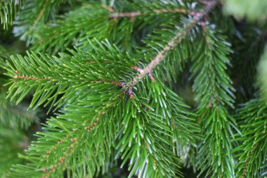 Köknar ağacı dalı birkaç gün önce Noel