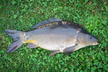 Fresh wild carp fish close-up on the grass.