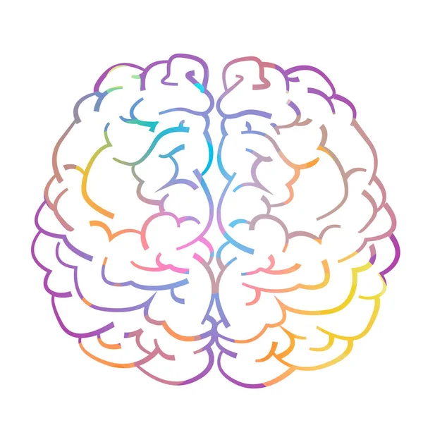 Hémisphère gauche et droit du cerveau humain — Image vectorielle