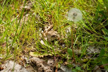 Çimlerdeki kurbağa
