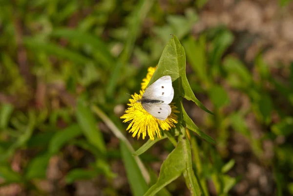 Beyaz kelebek çiçek