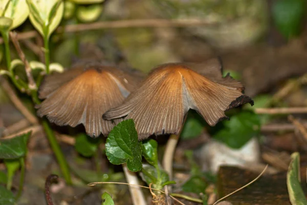 Zehirli ve toksik dağ mantar