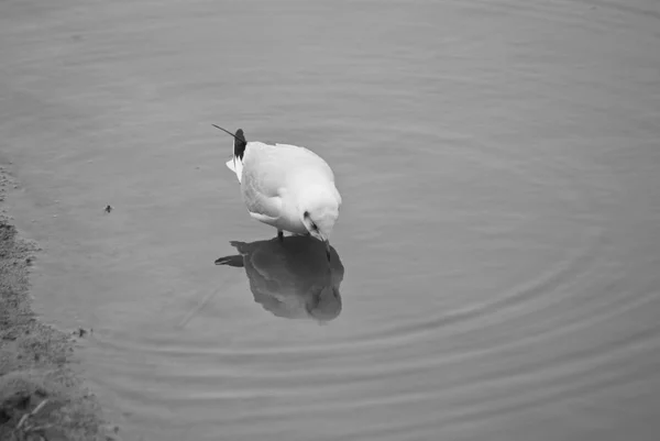 Burung Camar Dan Gambar Nya Permukaan Air — Stok Foto