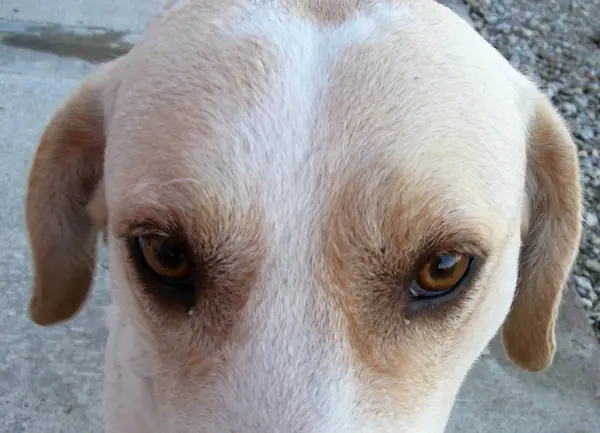 Akıllı ve sevimli köpek sahibinin konuşmasını dinlerken bak