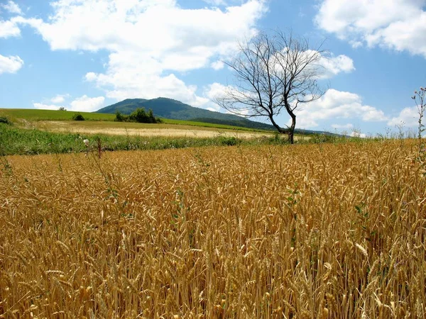 Tahıl hasat bir tepelik alandan önce